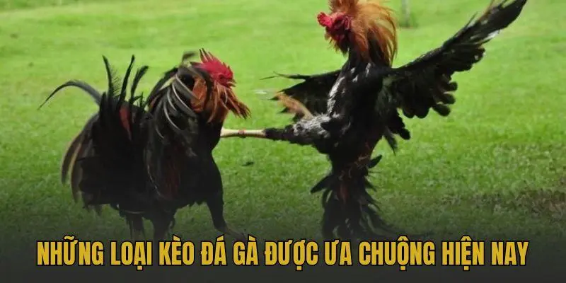 Các loại hình thi đấu phổ biến ảnh hưởng đến kèo cược