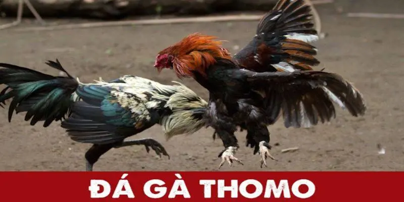 Tìm hiểu về luật đá gà Thomo cơ bản cho người mới