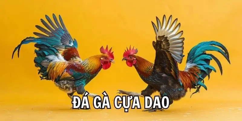 Tìm hiểu sức hút của trực tiếp đá gà cựa dao 